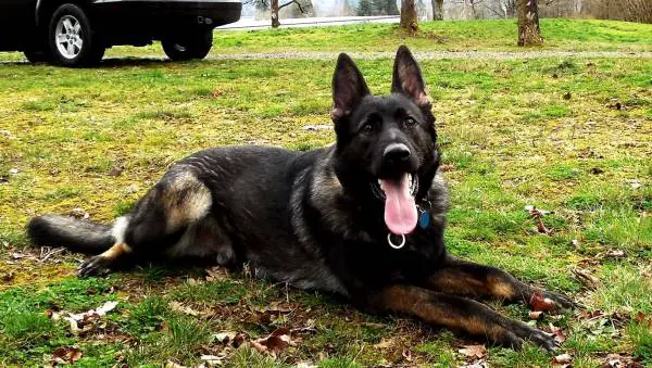 Flint vom Spitzenhund at nine months